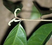 Trophis racemosa image