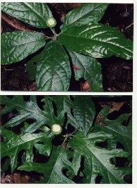 Media resource of Dorstenia choconiana