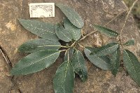 Thumbnail image of current specimen