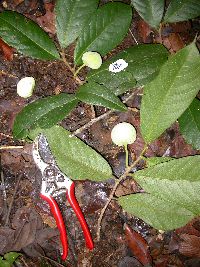 Artocarpus lacucha image