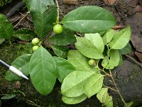 Ficus hombroniana image