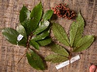 Ficus bernaysii image