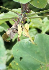 Thumbnail image of current specimen