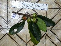 Media resource of Ficus arbuscula