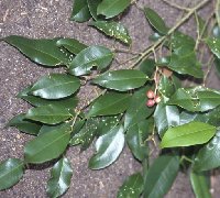 Ficus benjamina image