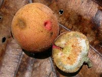 Ficus baeuerlenii image