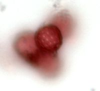 Dysphania botrys image