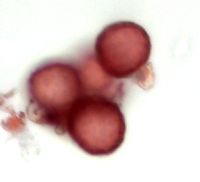 Dysphania botrys image