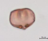 Lathyrus palustris image