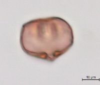 Lathyrus palustris image