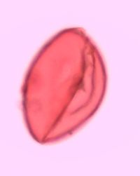 Polygonatum biflorum image