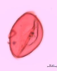 Polygonatum biflorum image