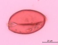 Polygonatum biflorum image