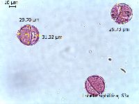 Lobelia siphilitica image