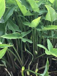 Peltandra virginica image