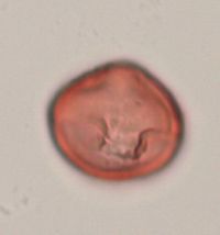 Aronia melanocarpa image