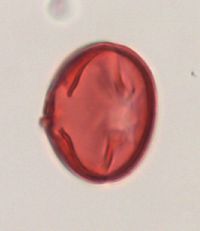 Aronia melanocarpa image