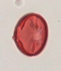 Aronia melanocarpa image