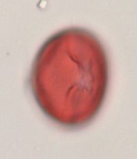 Aronia melanocarpa image