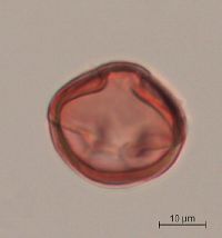 Aronia melanocarpa image