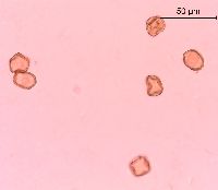 Alnus viridis subsp. crispa image