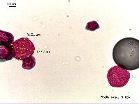 Thumbnail image of current specimen