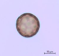 Amaranthus albus image