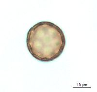 Amaranthus albus image