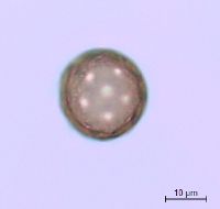 Amaranthus albus image