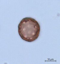 Amaranthus albus image
