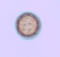 Amaranthus albus image