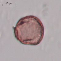 Callitriche palustris image