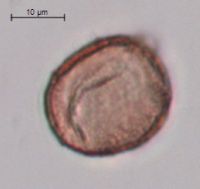 Callitriche palustris image