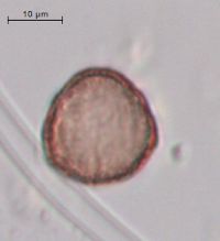 Callitriche palustris image