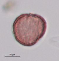 Callitriche palustris image