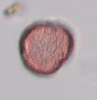 Callitriche palustris image