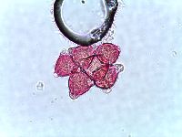 Verbena hastata image