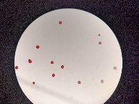 Campanula cervicaria image