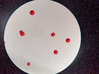 Campanula cervicaria image