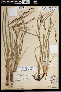 Carex interrupta image