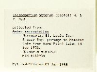 Eurybia macrophylla image