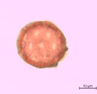 Silene antirrhina image