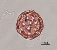 Silene antirrhina image