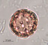 Silene antirrhina image