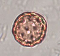 Silene antirrhina image