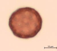 Silene antirrhina image