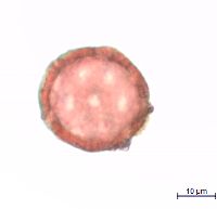 Silene antirrhina image