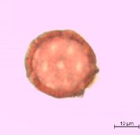Silene antirrhina image