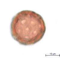 Silene antirrhina image