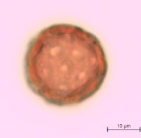 Silene antirrhina image